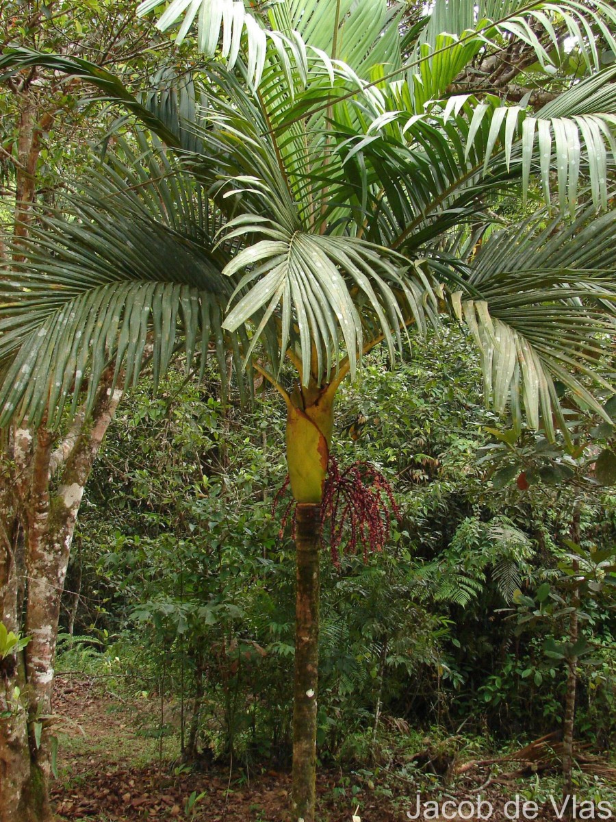 Loxococcus rupicola (Thwaites) H.Wendl. & Drude